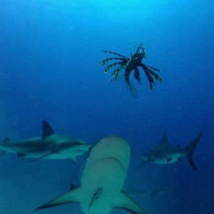 558K views · 449 reactions | It's been said that "fish are friends, not food," but the "yummy hum" changes that.  | Shark Week | Facebook