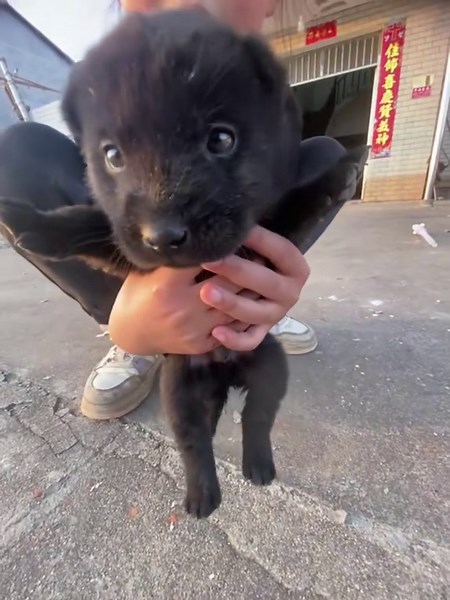 ❤️‍🩹😍 #pet #dog #puppy | dog