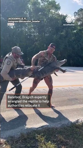 Florida Man Wrestles 10-Foot Alligator on I-95