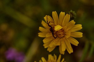 Crab Spider Photo Print, Macro Photography Wall Art, Yellow Wildflower Decor, Insect Print, Nature Lover Gift, Wildlife Art - Etsy