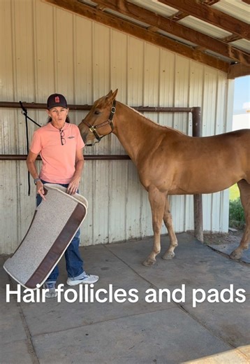 Understanding Sensory Nerve Endings in Hair Follicles