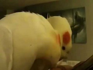 Une perruche qui chante Addams Family