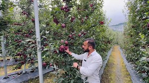 95K views · 3.1K reactions | Sunrays are strong enough in India so we don't have to worry much about the color  if the variety selection is right according to the elevation  Avnish Chauhan | AVO Fruit Tree Nursery | Facebook