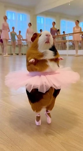 Guinea Pigs Show Off Their Dance Moves