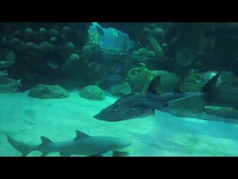 Inside India’s Largest Aquarium | Aquatic Gallery Ahmedabad 🐠 Shark Tunnel ‪@GujScienceCity‬