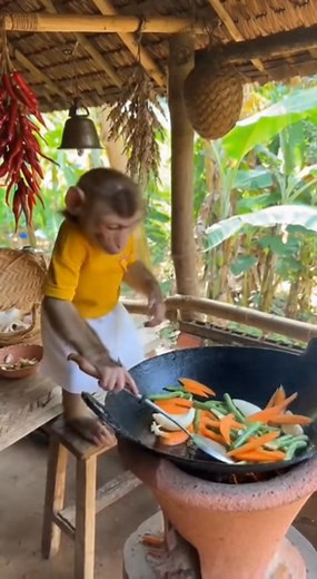 Top Chef​ Monkey | US Monkey Gorilla