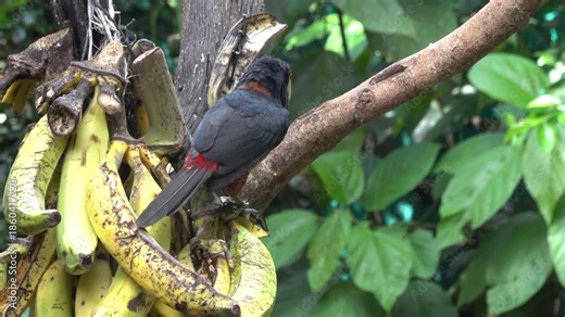 Collared Aracari (Pteroglossus torquatus) in rainforest near Guapiles in northern Costa Rica, Central America.