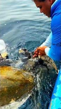 Sea Turtle Fights Against Time — Rescuers Won’t Give Up 🥹❤️