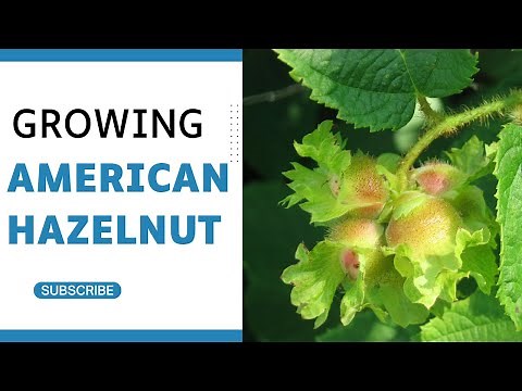 Growing American Hazelnut (Corylus americana): Tips and Techniques