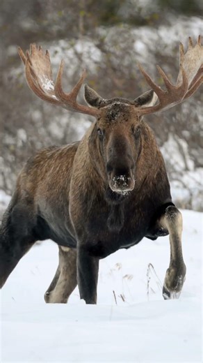 THIS GUYS A BUTT HEAD? ALIEN REACTS! BLOOOB #shorts #shocking #hilarious #puppets #funny