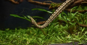 Chester Zoo's rare aquatic snakes are pregnant, ultrasound reveals