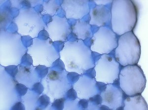 単純な永久組織と複雑な永久組織の違い - ニュース 2026