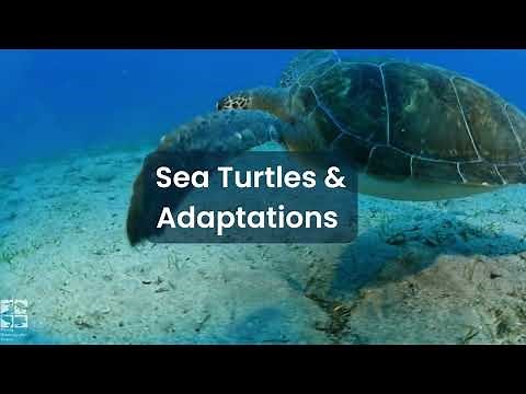 Sea Turtles & Adaptations