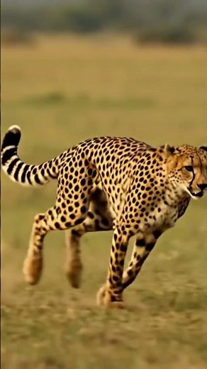 Cheetah Tail Nature’s High Speed Steering Wheel