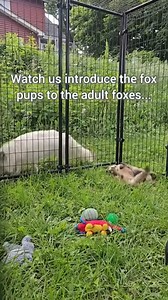 3.6M views · 84K reactions | An animal rescuer, popular on social media, has died by suicide. Mikayla Raines founded Save a Fox and garnered more than 2 million subscribers on YouTube with her activism. Her husband, Ethan, let her community know in a tearful Instagram video. Despite her work rescuing foxes from fur farms, her husband says she was subject to bullying online. Mikayla Raines was 29. | Inside Edition | Facebook