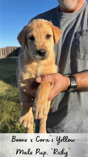 Boone x Cora's Yellow Male Lab Pup "Ricky" #labpuppies #yellowlab #yellowlabrador