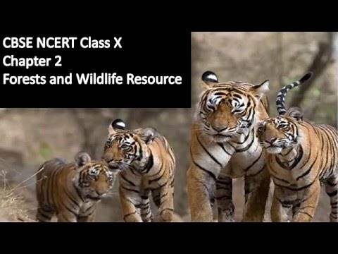 Forests and Wildlife Resources - NCERT Class 10 Geography Explanation