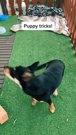 Fun Puppy Training with Kelpie and German Shepherd Puppies