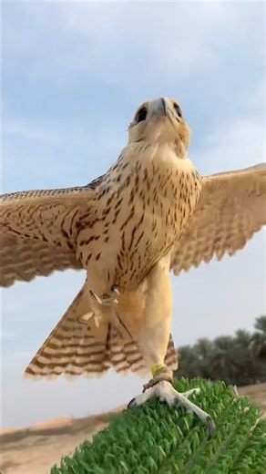 Bird falcon training