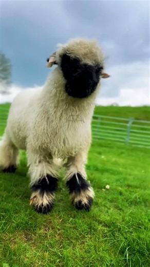 Domba Ini Mirip Shaun the Sheep, Tapi Aslinya Nyata!