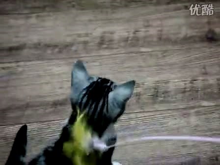 搞笑的小猫图片