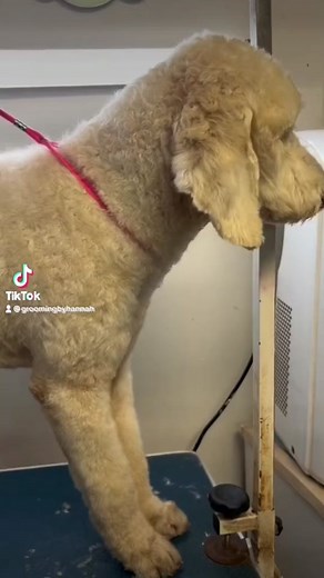 Creative Camo Dog Grooming Transformation