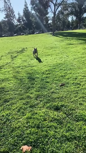 And that’s on rescuing a “pit mix” and finding out the mix is with legit American Dingo🤷🏽‍♀️ #adoptdontshop #dingo #rescuedog #crackheadenergy