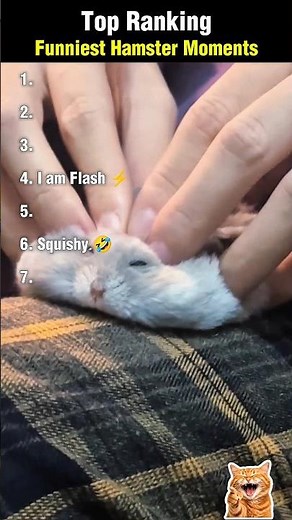 Funniest Hamster Moments 🐹😂 #hamster #funny #shorts