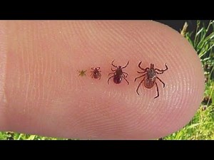 Nymph ticks are tiny and difficult to spot, but they still carry diseases