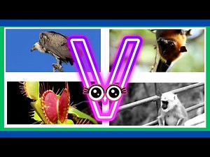 "20 Amazing Animals That Start with V! | Fun Facts for Kids"‪@KiddieKingdom-m6d‬