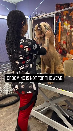 Grooming is an essential aspect of training and more importantly, a great way of building a bond with a dog. From a training perspective, grooming helps your dog learn how to remain still, how to tolerate gentle restraint, and how to build impulse control. Dogs that are never taught to calmly accept grooming often become nervous, reactive, or even defensive when handled by a vet or groomer. Teaching your dog to relax during grooming sessions prepares them for real-world situations and makes thei