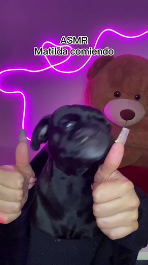 Matilda comiendo una tortilla ASMR #asmr #asmrtist #asmrsounds #asmrperros #asmrtiktoks #asmrperritos #cynthiasmr #cynthiaasmr