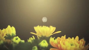 Watch The Life of a Molecule on Amazon Live