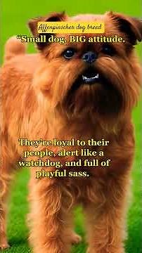 🔥Affenpinscher Dog Breed Explained | Personality, Traits, Care & Lifespan #shorts