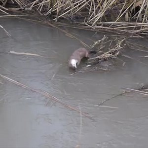 29K views · 335 reactions | Stoat-ally excited by a frozen-over pond ? ❄️ This ‘dancing’ behaviour is known as the ‘weasel war dance’ and it’s thought that weasels and stoats use this tactic to confuse their prey. In domestic animals, the behaviour often occurs during play. Happy Monday! | WWT | Facebook