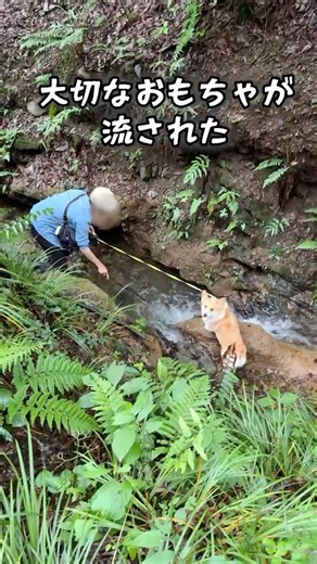 Corgi worried about the toy washed away in the river😅