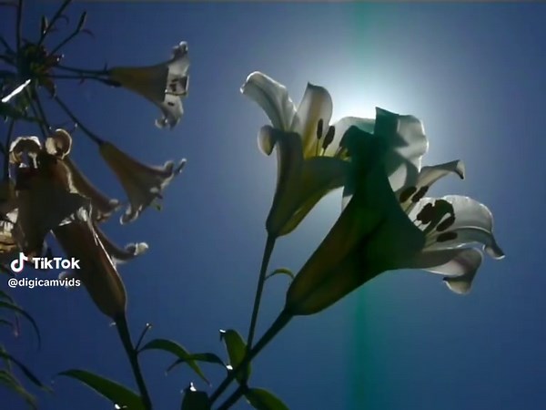 Exploring Nostalgia with Vintage Digital Cameras