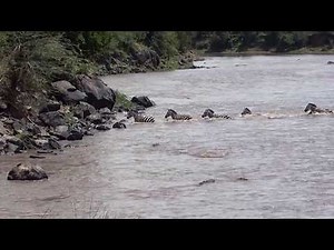 Crocodiles killing zebras in mara river
