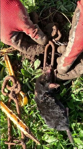 How to successfully check and inspect your mole traps?