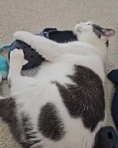 The Babinski Foundation on Reels