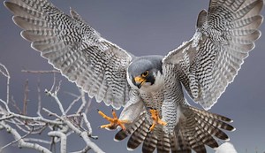 5 LIVE Falcon Cams From Around the World! (2025)