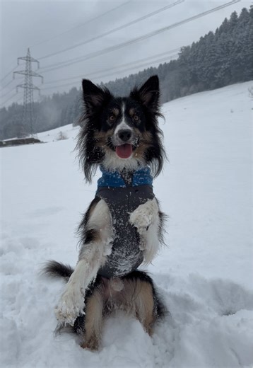 lems 🤍 #bordercollie