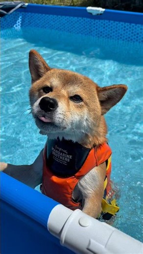 柴犬 ソラ 暑過ぎて バテてたので お昼に帰ってのプール遊び