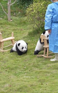 #panda #pandalovers oh babies 🐼 don’t fight… there’re toy riding horses prepared for each of you ❤️❤️ | ShanghaiEye