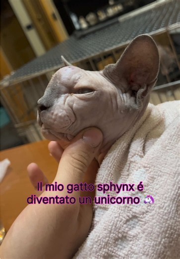 Infezione al gatto Sphynx: sintomi, cure e recupero