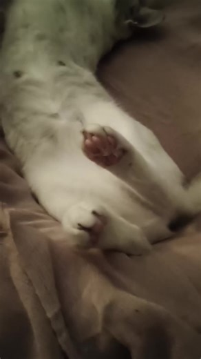 LONDONi EMu - লন্ডনী ইমু on TikTok