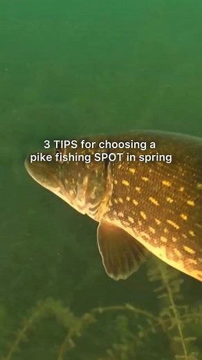 3 tips for choosing a pike fishing SPOT in spring🎣🐟 #pikefishing #pike #fishing #angler #angling #fishingislife #fishingaddict #fishinglife #fishingdaily #fisherman #FishingTrip #fishingaddict #anglingdirect #anglinglife #fishingvideos #fish #fishtok #fishingtips #fishinguk #pikeflyfishing #AnglingAdventures #fishingvideo | LoughRee Lanesborough Angling Hub
