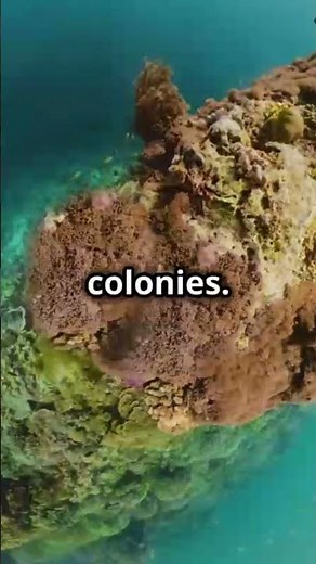 How Coral Reefs Are Formed