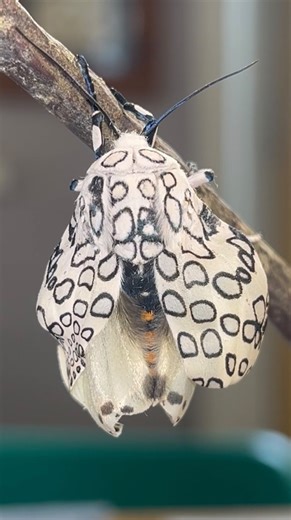 Jack Forrester | Giant leopard moth inflating its wings Have you ever seen what a moth’s wings look like the moment after emerging as an adult? Here to... | Instagram