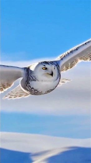🦉 Flight of the Snowy Owl ❄️ Magic of the North 🌌